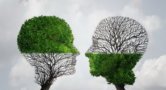 50924294 - complement each other concept as two trees with half of the tree with full leaves and the other with none as a business or life metaphor for synergy and alliance with an equal partnership with common interests.